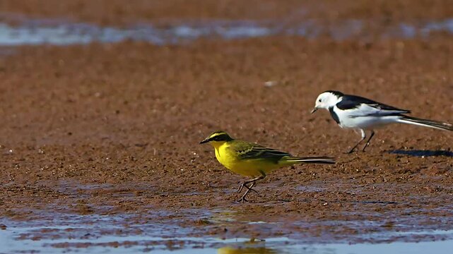 Eastern Yellow Wagtail and Amur Wagtail Walking and Observing on Muddy Ground
