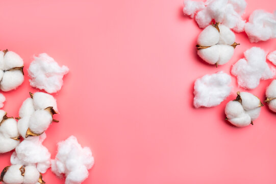 Cotton flowers and cotton wool on pink background top view. Natural cotton wool for medical, personal hygiene and makeup removal. Eco-friendly material made from cotton fibers