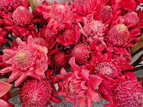 A vibrant bouquet of exotic pink torch ginger flowers.