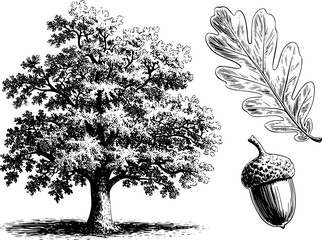 Detailed black and white of an oak tree, leaf, and acorn white background nature © Lisa_Stock