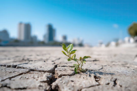 Tiny green plant sprouts from cracked earth against a blurred urban backdrop