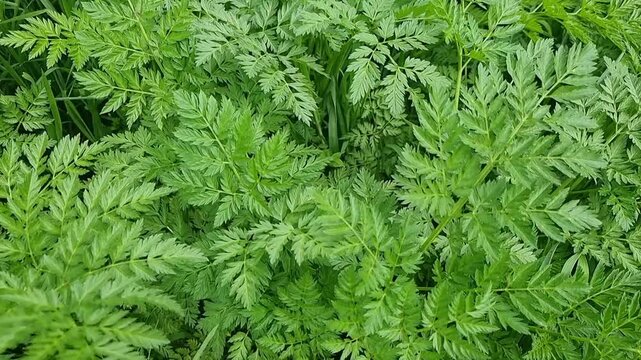 plant, leaves, green, foliage, wind, motion, slow, slowmotion, nature, closeup, macro, vegetation, grass, herb, outdoor, natural, movement, breeze, fresh, growth, environment, spring, summer, garden, 