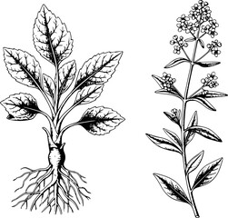 Vintage botanical of plants with roots and flowers, black and white line nature leaf © Lisa_Stock