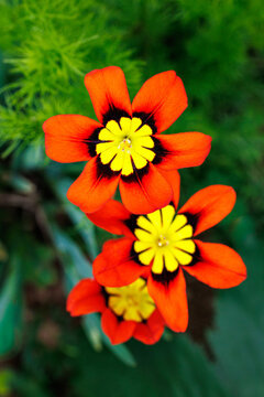 Orange Sparaxis flowers blooming in the garden.