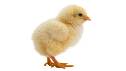 Fluffy yellow chick with orange beak and feet, isolated on transparent background © Bogdan