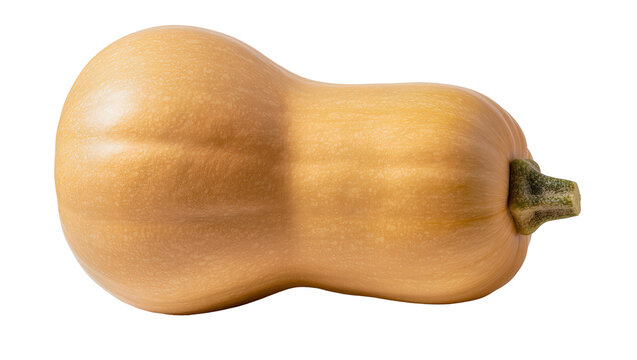 Smooth butternut squash with textured skin, isolated on transparent background