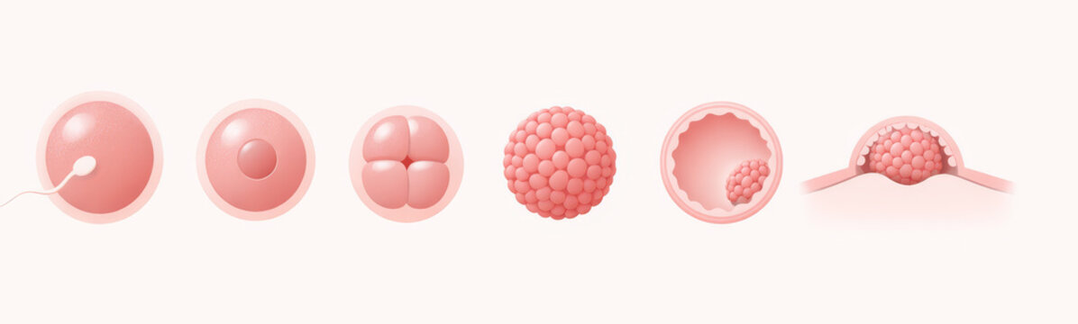 Step by step diagram of cellular division and embryo growth stages, medical illustration.
