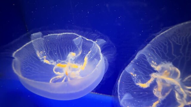Meduse in acquario di acqua marina
