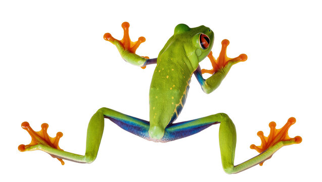 Vibrant green red-eyed tree frog with orange toes, isolated on transparent background