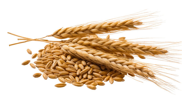 Golden wheat ears and grains, isolated on transparent background