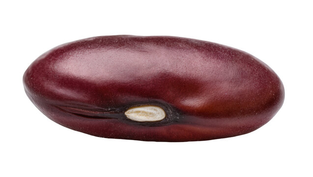 Single dark red kidney bean with a white hilum, isolated on transparent background