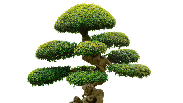 Sculpted green bonsai tree with layered foliage, isolated on transparent background