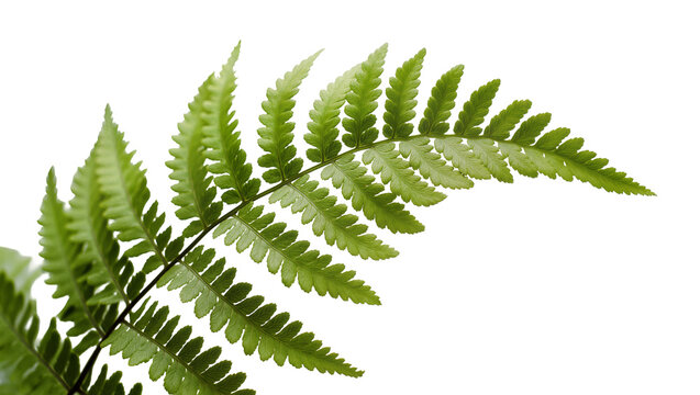Green fern frond with delicate serrated leaves, isolated on transparent background