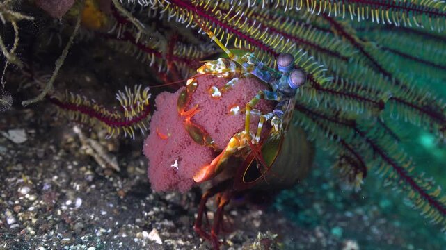 Peacock mantis shrimp (Odontodactylus scyllarus) sits beneath a feather star crinoid holding red eggs.