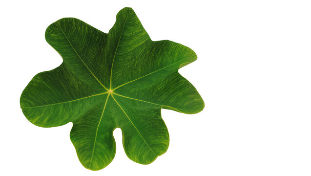 Large green star-shaped leaf with prominent veins, isolated on transparent background
