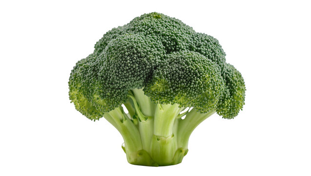 Fresh green broccoli head with dense florets, isolated on transparent background