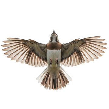 Northern mockingbird in flight wings spread isolated on transparent background