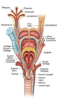 Anatomical illustration of the human larynx and pharynx with detailed labels.