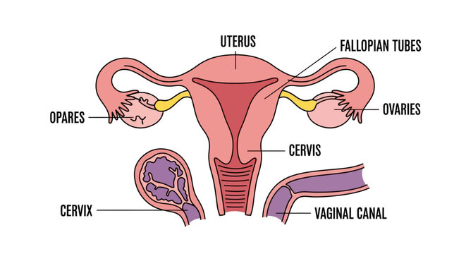 Female Reproductive System Anatomy Diagram with Labels.