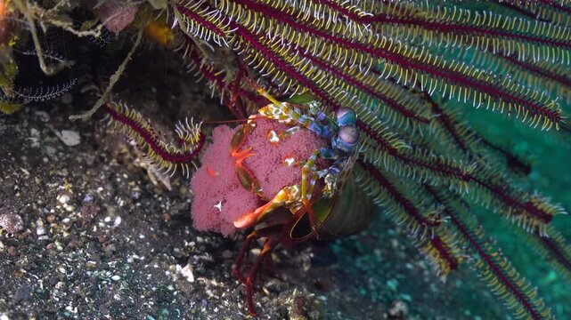 Peacock mantis shrimp (Odontodactylus scyllarus) sits beneath a feather star crinoid holding red eggs before turning away from the camera and fleeing.