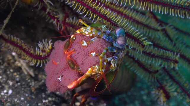Peacock mantis shrimp guards its eggs outside a burrow, remaining almost completely motionless.
