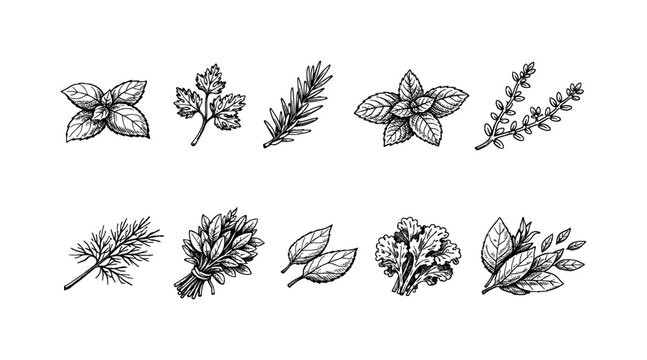 Collection of hand-drawn culinary herbs and leafy greens in a vintage sketch style
