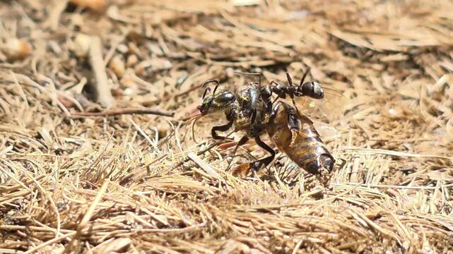 

A single ant dragging a large dead bee across the ground
자신보다 큰 죽은 벌을 바닥에서 끌고 가는 개미의 모습 #002

