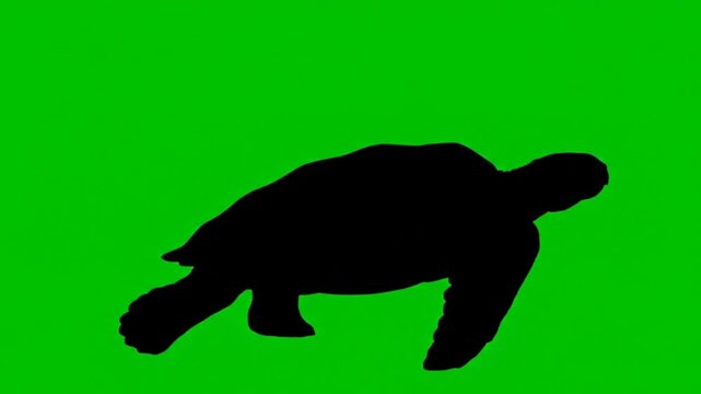 turtle walking slowly green screen background video