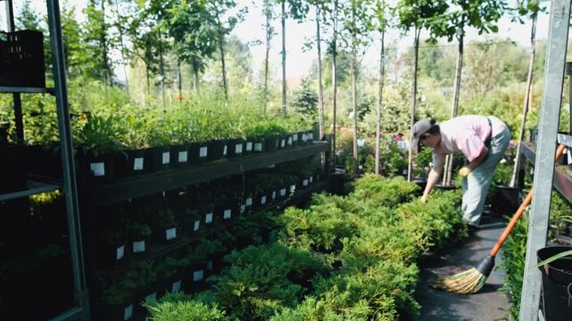 A professional female gardener works in a garden center or nursery, caring for plants, overseeing watering, fertilizing, pruning, replanting, and pest control. She ensures the plants are healthy