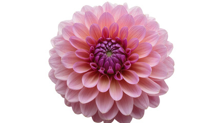 Fototapeta premium Pink dahlia flower with purple center, isolated on transparent background