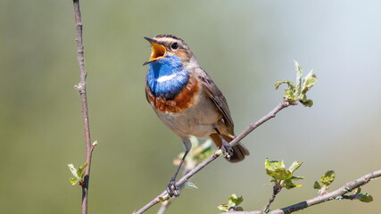 blue tit on branch © lazalnik