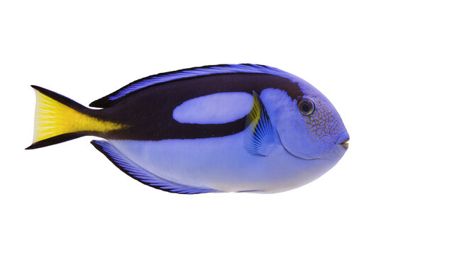 Vibrant blue tang fish with yellow tail, isolated on transparent background