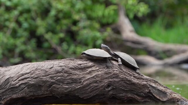 Medium closeup of two terrapins lying on a log in the water in a row. The one terrapin pulls its head out the shell. Filmed from a low angle, Greater Kruger.