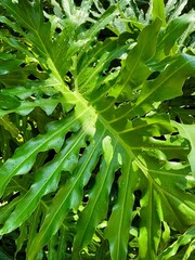 Vibrant green split leaf philodendron with dew drops in sunlight. Tropical plant texture for biophilic design, sustainability, eco concept, air purifying houseplant and mental wellness background. © Rati