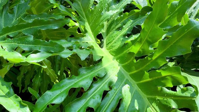 Vibrant green split leaf philodendron with dew drops in sunlight. Tropical plant texture for biophilic design, sustainability, eco concept, air purifying houseplant and mental wellness background.