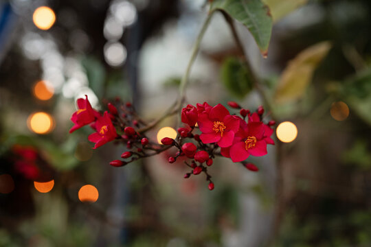 Close-up of vibrant red Jatropha integerrima flowers, also known as Peregrina. Clusters of blossoms and buds on a branch with warm golden bokeh lights in a twilight garden. Romantic floral macro.
