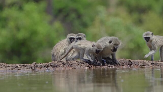 Wide shot of an adult Vervet monkey having a drink with three babies sitting next to it at a small waterhole in front of an underground hide. Filmed from a low angle, Greater Kruger.