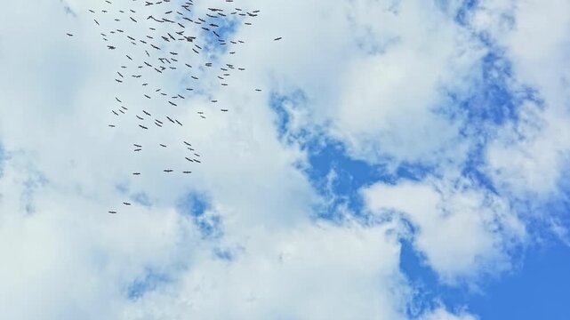 A group of white storks flies together in a bright blue sky with soft clouds. The birds move in a pattern as they travel through the air looking for food.