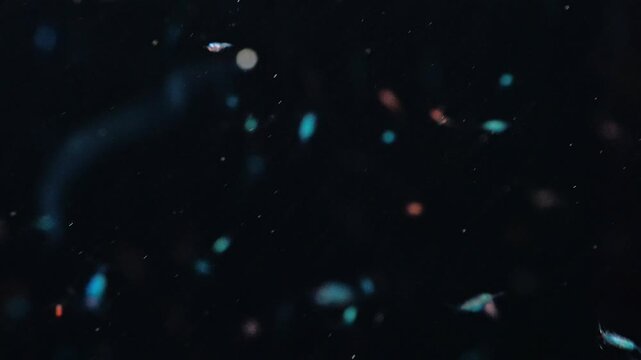 Shallow depth of field shot of glowing blue crustaceans darting in the foreground, while the ghostly silhouette of a transparent eel larva swims in the blurred background