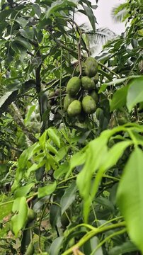 The ambarella tree bears abundant and fertile fruit.