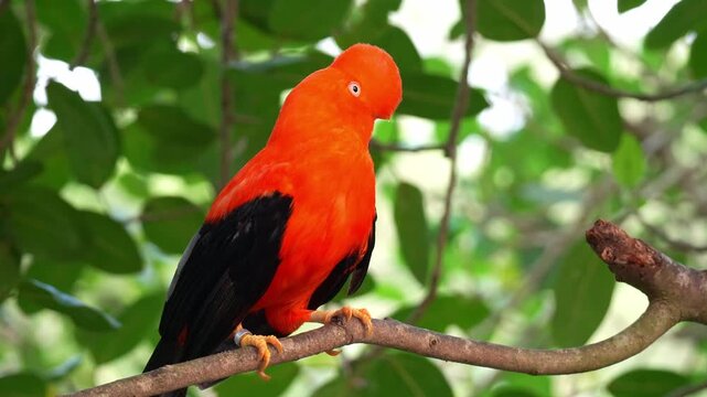 A male Andean cock-of-the-rock (Rupicola peruvianus) perches on a branch, looking curiously around its surroundings, close up shot.