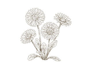 Vintage Daisy Flowers © yoko