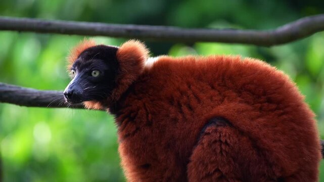 A Red ruffed lemur (Varecia rubra) with a distinctive black face and rust-red fur, eating and chewing food, close up shot.