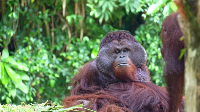 A dominant flanged male Orangutan with prominent cheek pads rests on the ground, with a female engaging in intimate mating behaviour, close up shot.
