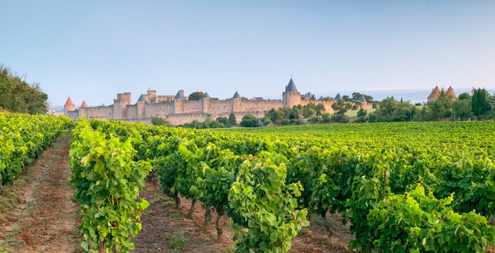 Lush green vineyards lead to the majestic medieval fortified city of Carcassonne, France, a historic tourism destination offering a glimpse into ancient European heritage.