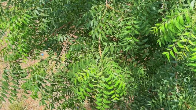 Fresh green neem leaves swaying gently on hanging branches under bright sunlight with dense foliage texture and peaceful natural outdoor environment!