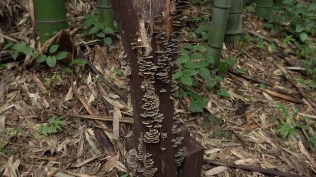 Mushrooms Growing in the Cracks of a Tree