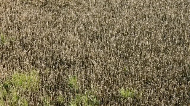 Static close up shot of dried grass and green patches in a natural wetland area.
