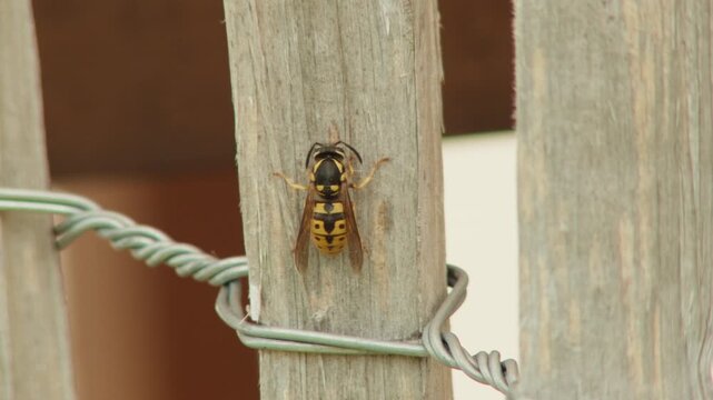 Static Close-up shot capturing a full yellow jacket wasp scraping wood fibers for nest building. Detailed insect behavior in natural light.