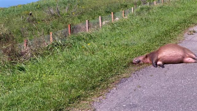 Lateral pan left to right revealing a dead capybara on the roadside verge at Taim Ecological Reserve, starting on a Caracara perched on a fence